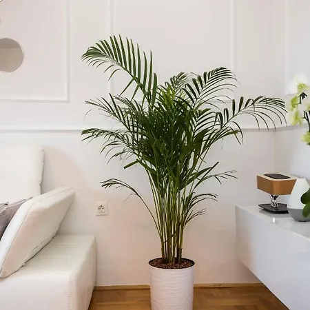 Parentium 公寓 波雷奇